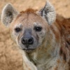 Hyena Wallpapers HD