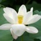 Your guide for chanting the daily liturgy and private practice of Nichiren Buddhism