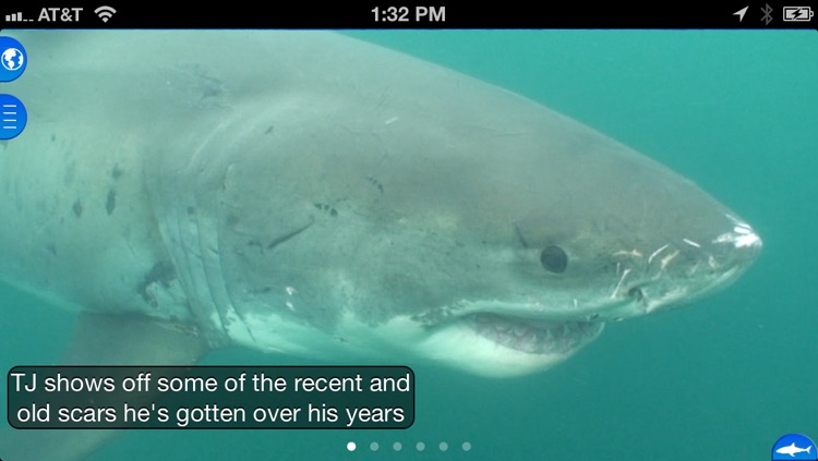 Shark Net - Predators of the Blue Serengeti