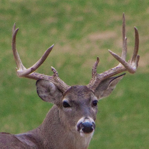 Pro Deer Calls