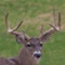 Pro Deer Calls is a collection of the most effective Deer calls & sounds on iTunes