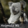 Animals HD