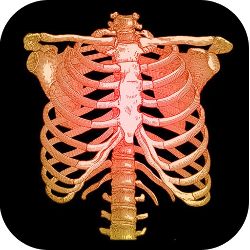 3D Color Skeletal Anatomy icon