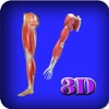 3D Human UpperLimb And Leg_Muscle