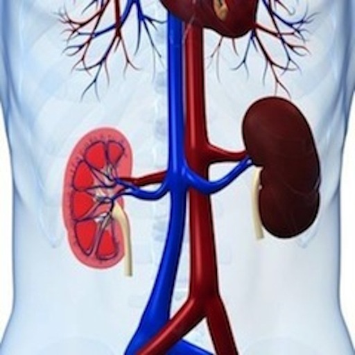 The Urinary System