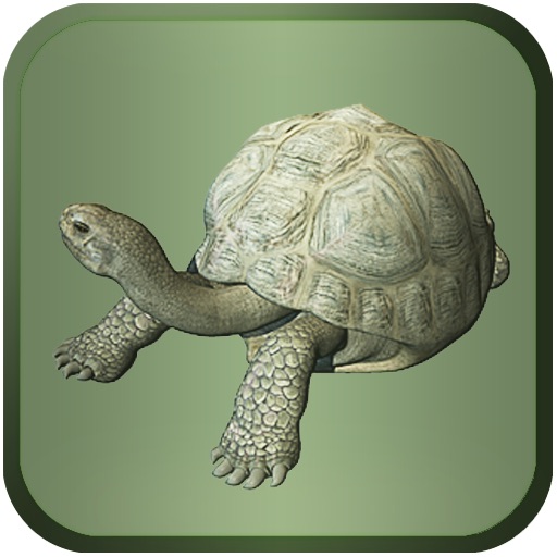 Pet Tortoise Icon