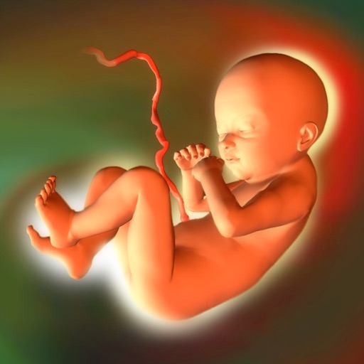Baby Pregnancy Tracker Icon