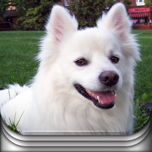 Dog? iOS App