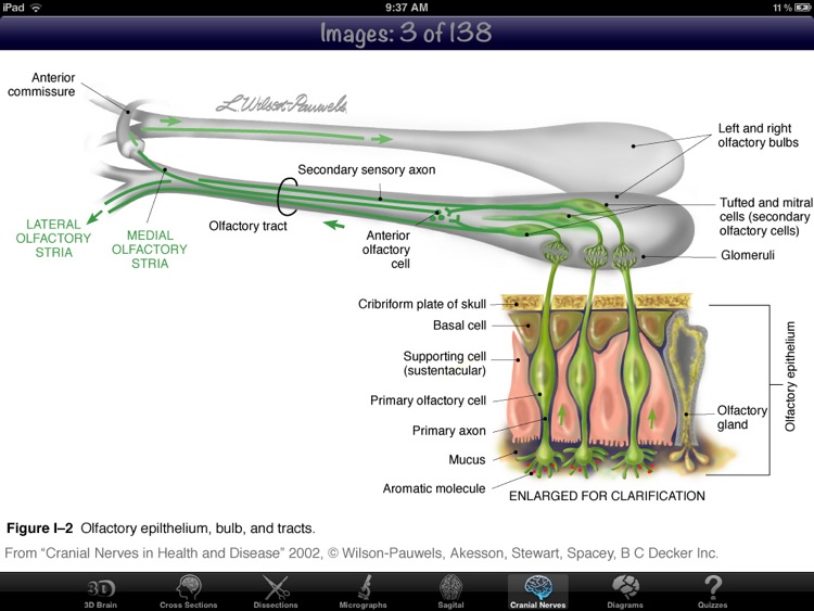 Anatomy Of The Brain 2D/3D