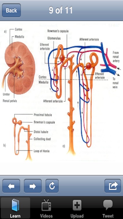 The Urinary System screenshot-3