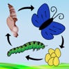 A Life Cycle App