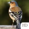The Birds app contains identification guides on 445 of the most common birds found in Europe, USA and Canada