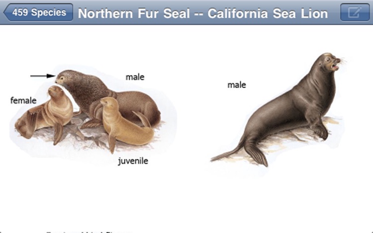 Mammals of North America screenshot-4