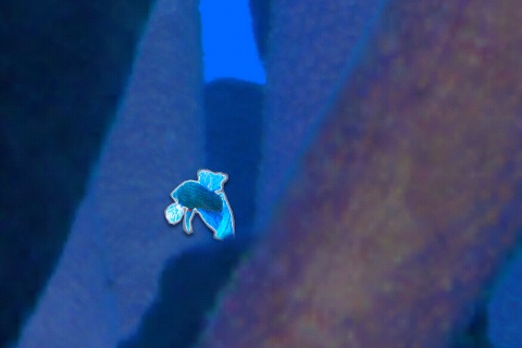 Coral Racer screenshot 3