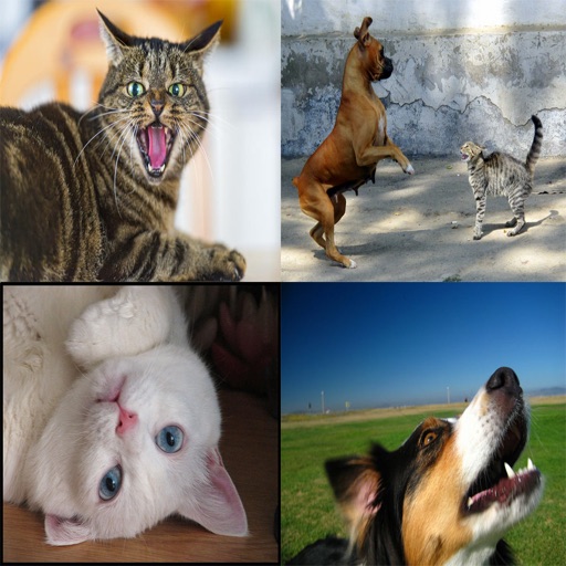 Cats & Dogs Sound Effects