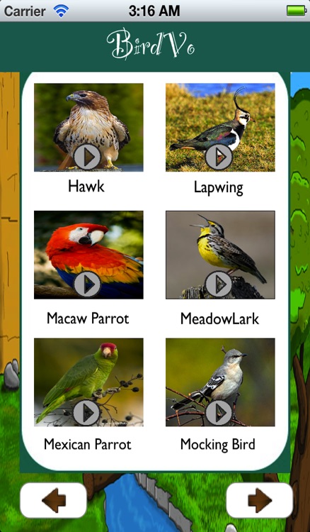 Birds Sounds App ~ BirdVo ~ Bird Voices