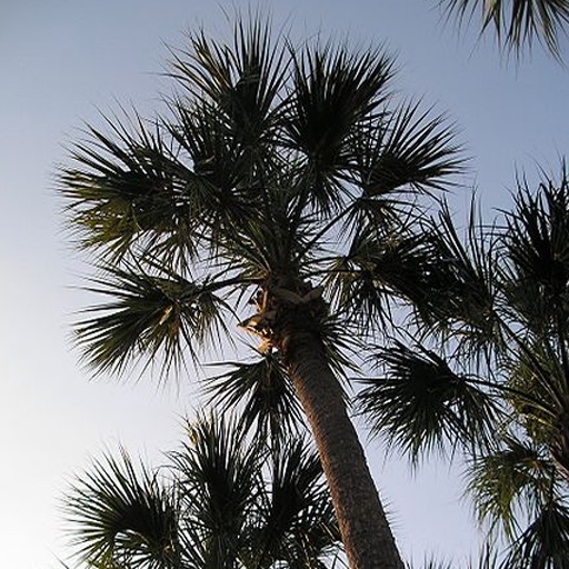 U.S. State Trees