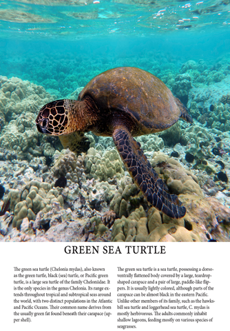 Turtle Magazine screenshot 2