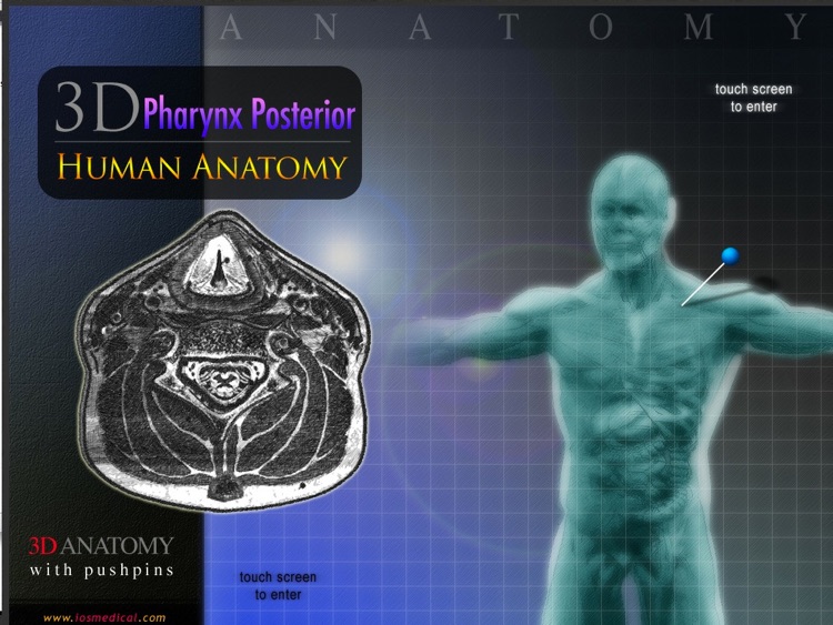 3D Pharynx Posterior