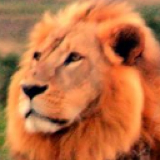 Lions iOS App