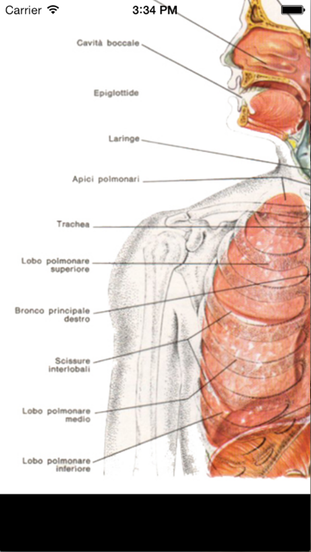 Enciclopedia dell'ANATOMIAのおすすめ画像5