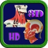 3D Human Head & Neck Muscle HD