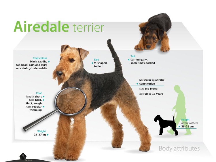 Befriending Dogs - Airedale terrier