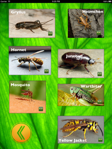Insect Sounds for iPad screenshot 3