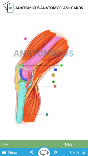 Anatomy Cards(圖5)-速報App