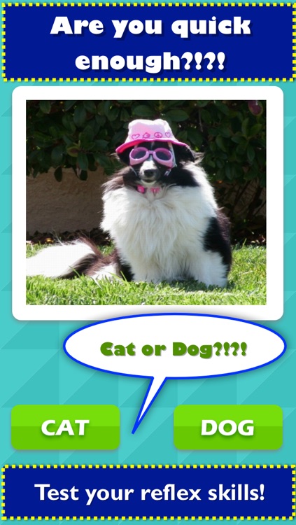 TicToc Pic: Cat or Dog Edition - Reaction Test Game