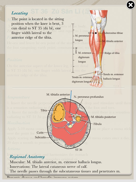 Anatomical Illustration of Acupuncture Points