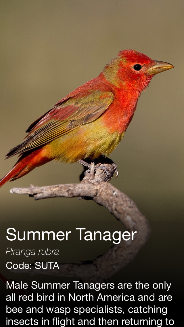 Daily Bird - the beautiful bird a day calendar app screenshot