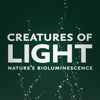 Creatures of Light