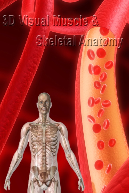 3D Visual Muscle and Skeletal Anatomy