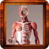 Anatomy Human Body