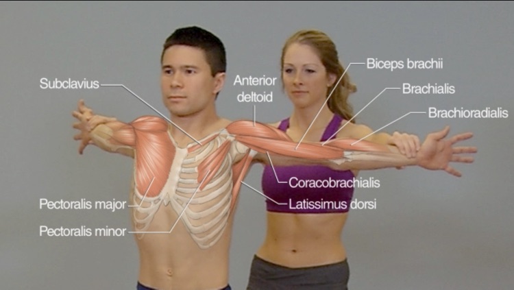 Stretching Anatomy