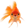 Goldfish Talking in Helium Voice
