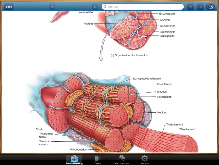 Anatomy and Physiology