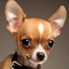 Chihuahua Cute