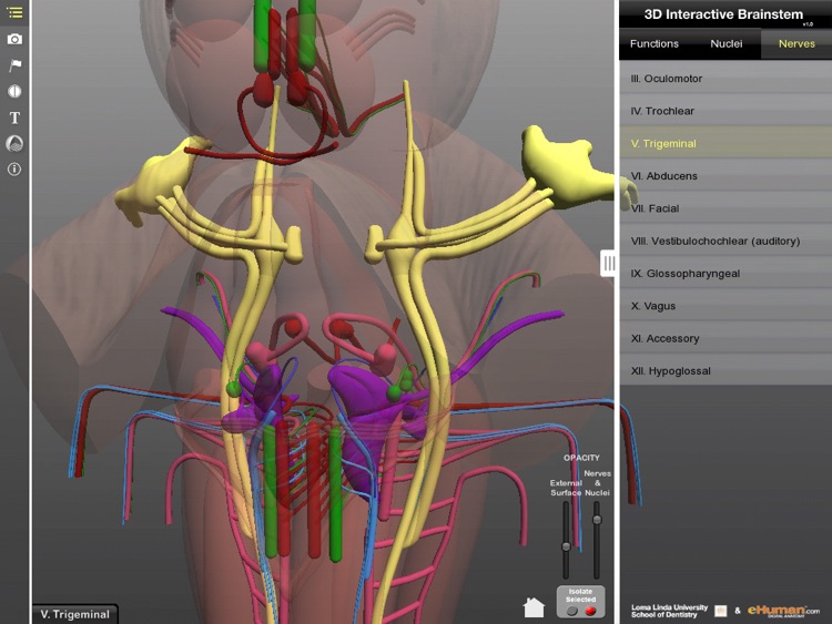 Interactive 3D Brainstem screenshot-3