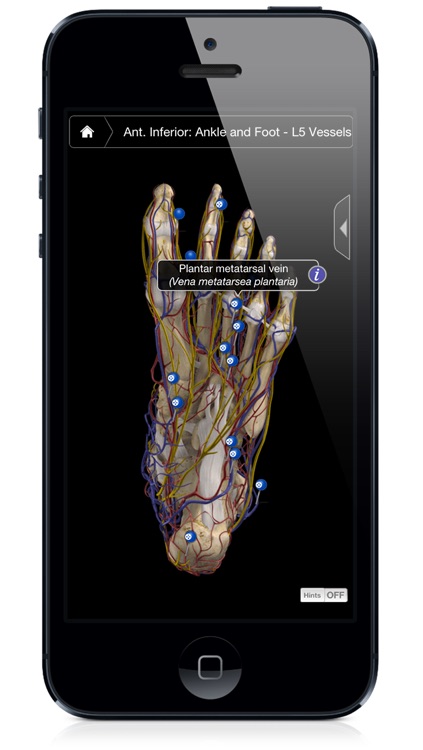 Ankle & Foot Pro III - iPhone Edition screenshot-3