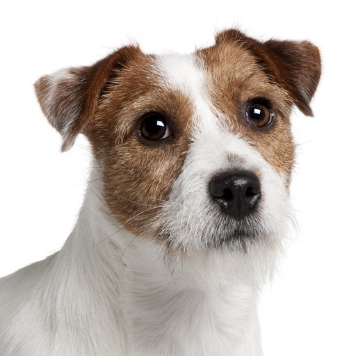 Befriending Dogs - Jack Russell terrier icon