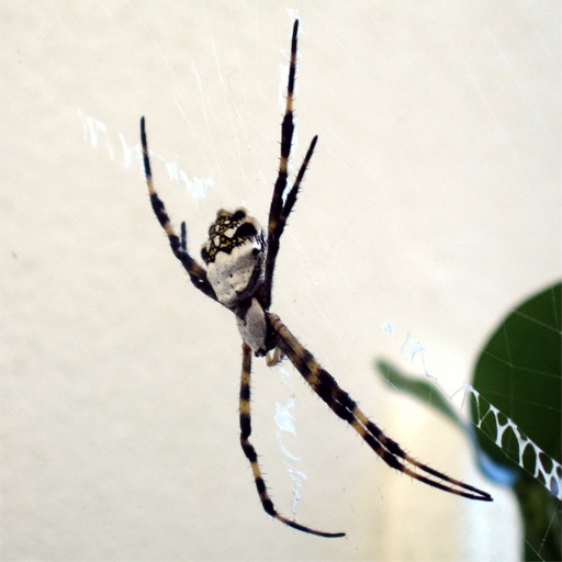 Spider Solitaire Max