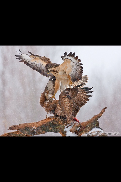 Bird Egg Identification Guide screenshot-4