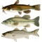 Freshwater Fish ID South