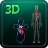 3D Human Circulation System And Heart Circulation