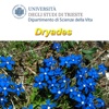 Guida interattiva alla flora della valle del Lumiei (Alpi Carniche, Ampezzo-Sauris, UD)