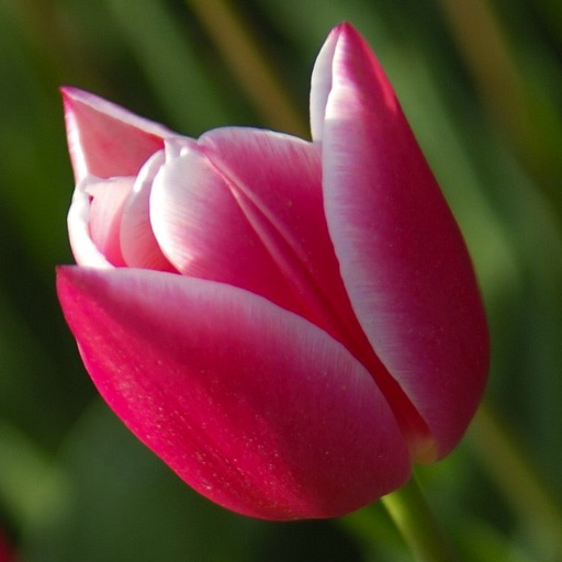 My Tulip icon