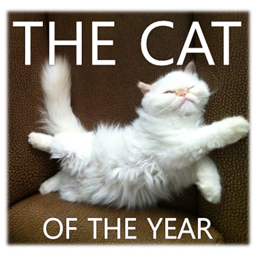 CAT OF THE YEAR 2010 - The world prettiest cat ... icon