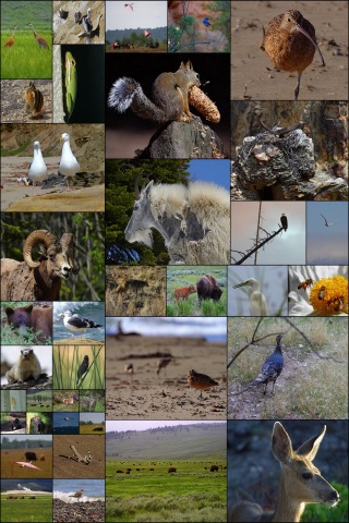 Free Animal Images and Wallpapers screenshot 3